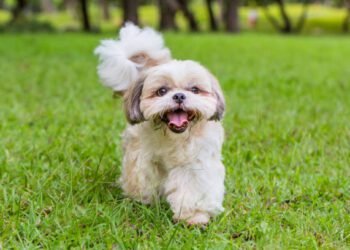 Shih Tzu