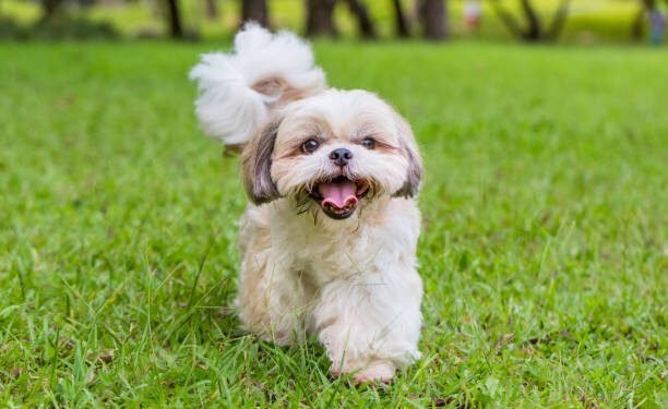 Shih Tzu