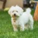 Maltese dog