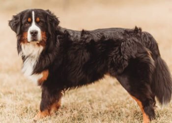 Bernese Mountain Dog