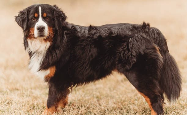 Bernese Mountain Dog