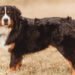 Bernese Mountain Dog