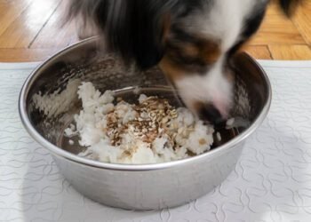 Can Dogs Eat Brown Rice?