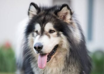 Alaskan Malamute