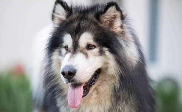 Alaskan Malamute