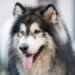 Alaskan Malamute