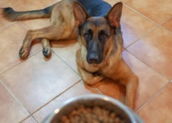 belgian malinos eating