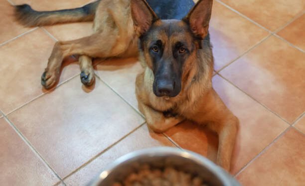 belgian malinos eating