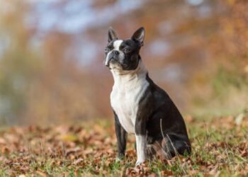 Boston Terriers