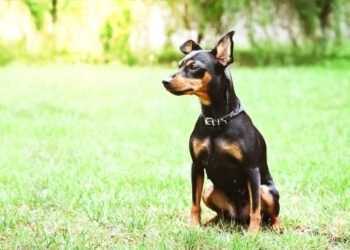 German Pinscher