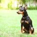 German Pinscher