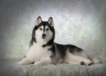 German Shepherd Husky Mix.