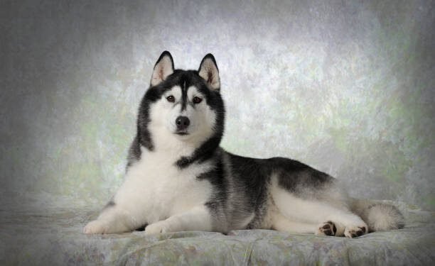 German Shepherd Husky Mix.