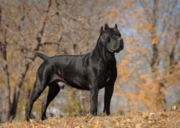Cane Corso