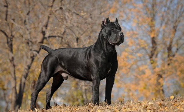 Cane Corso