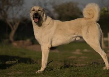 Anatolian Shepherd Dog