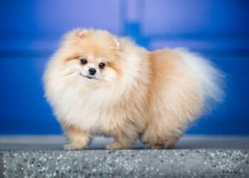 A Comprehensive Guide to Pomeranian Dogs