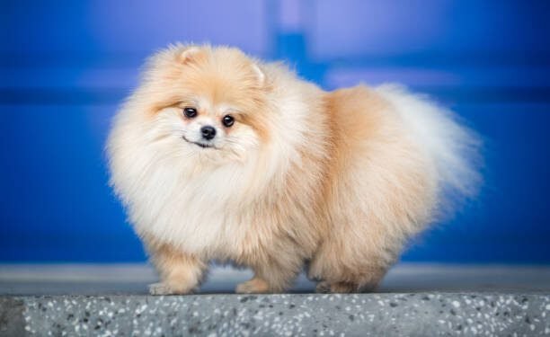 A Comprehensive Guide to Pomeranian Dogs
