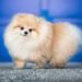 A Comprehensive Guide to Pomeranian Dogs