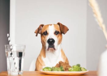 raw food diet for dogs