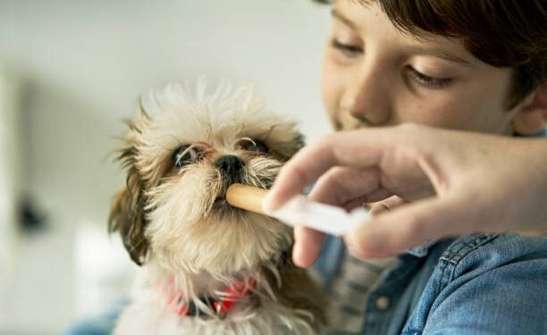 Previcox®, firocoxib