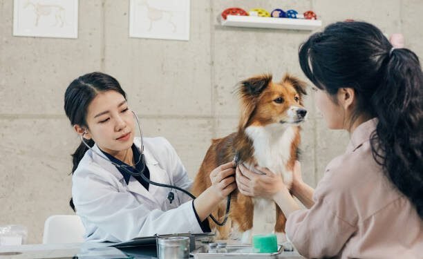 Marbofloxacin (Zeniquin®)