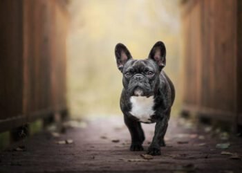 French bulldog