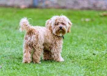 cavapoo