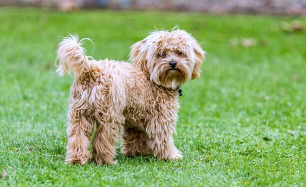 cavapoo