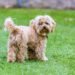 cavapoo