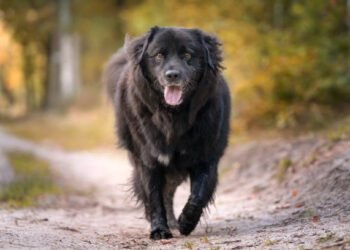 Newfoundland Dog Breed