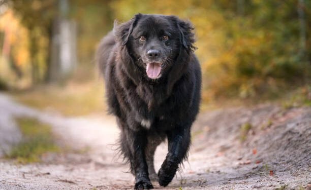 Newfoundland Dog Breed