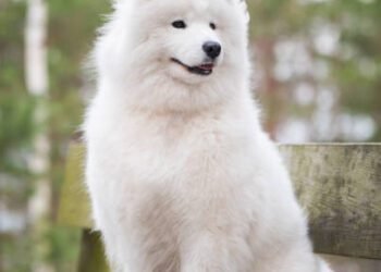 Samoyed Dog Breed