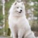 Samoyed Dog Breed