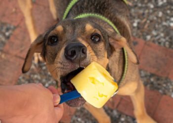 Can Dogs Eat Pineapple?