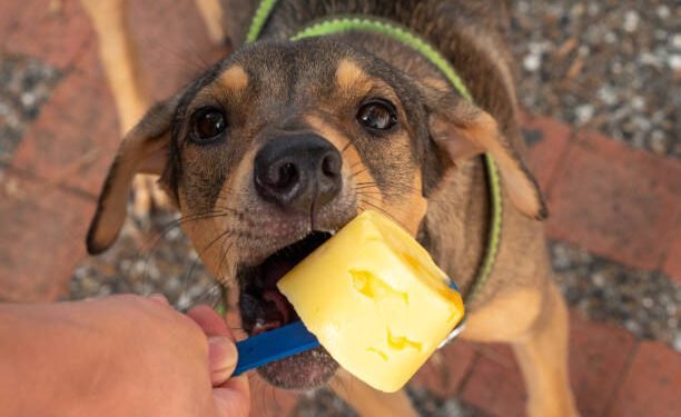 Can Dogs Eat Pineapple?