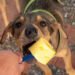 Can Dogs Eat Pineapple?