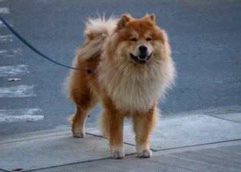 Chow Chow Dog Breed