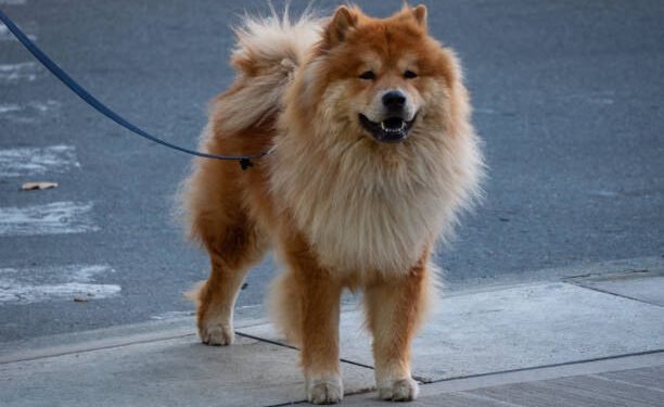 Chow Chow Dog Breed