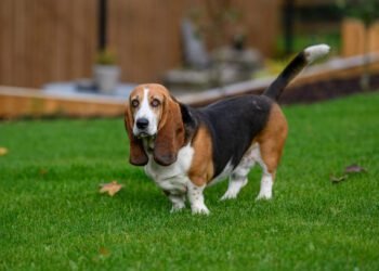 Basset Hound