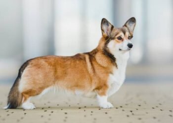 Cardigan Welsh Corgi