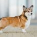 Cardigan Welsh Corgi
