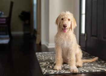 Labradoodle Dog Breed