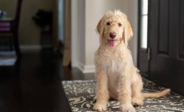 Labradoodle Dog Breed