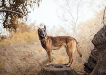 Belgian Malinois