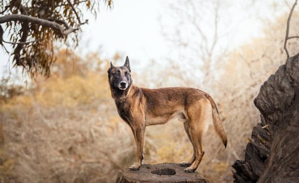 Belgian Malinois