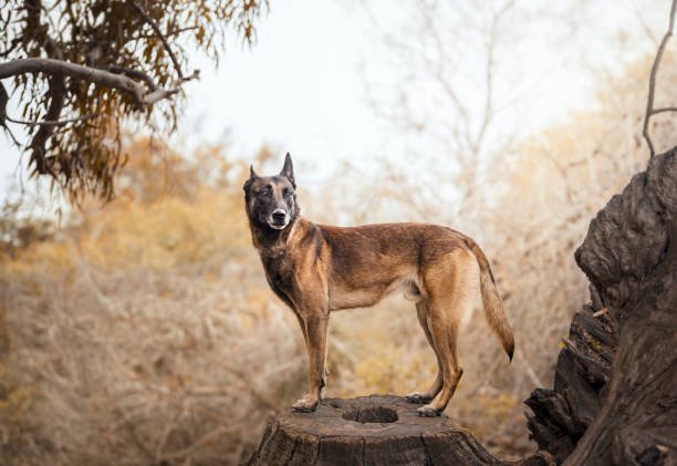 Belgian Malinois