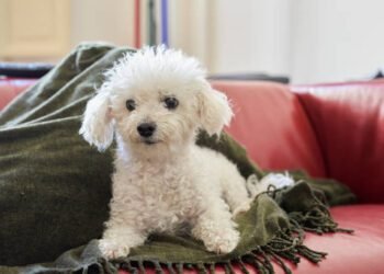 Bolognese puppy dog breed