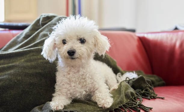 Bolognese puppy dog breed