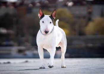 Bull Terrier